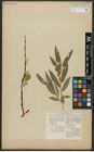 Foto von Salix acutifolia Willd.